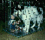 Picture of Kiev and child in dog cage
