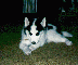 Picture of Kiev as puppy